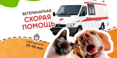 Ветеринарная служба ВетСкорая24 на улице Кирова фотография 7