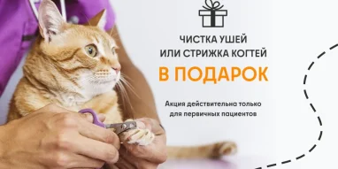 Ветеринарная служба ВетСкорая24 на улице Кирова фотография 1